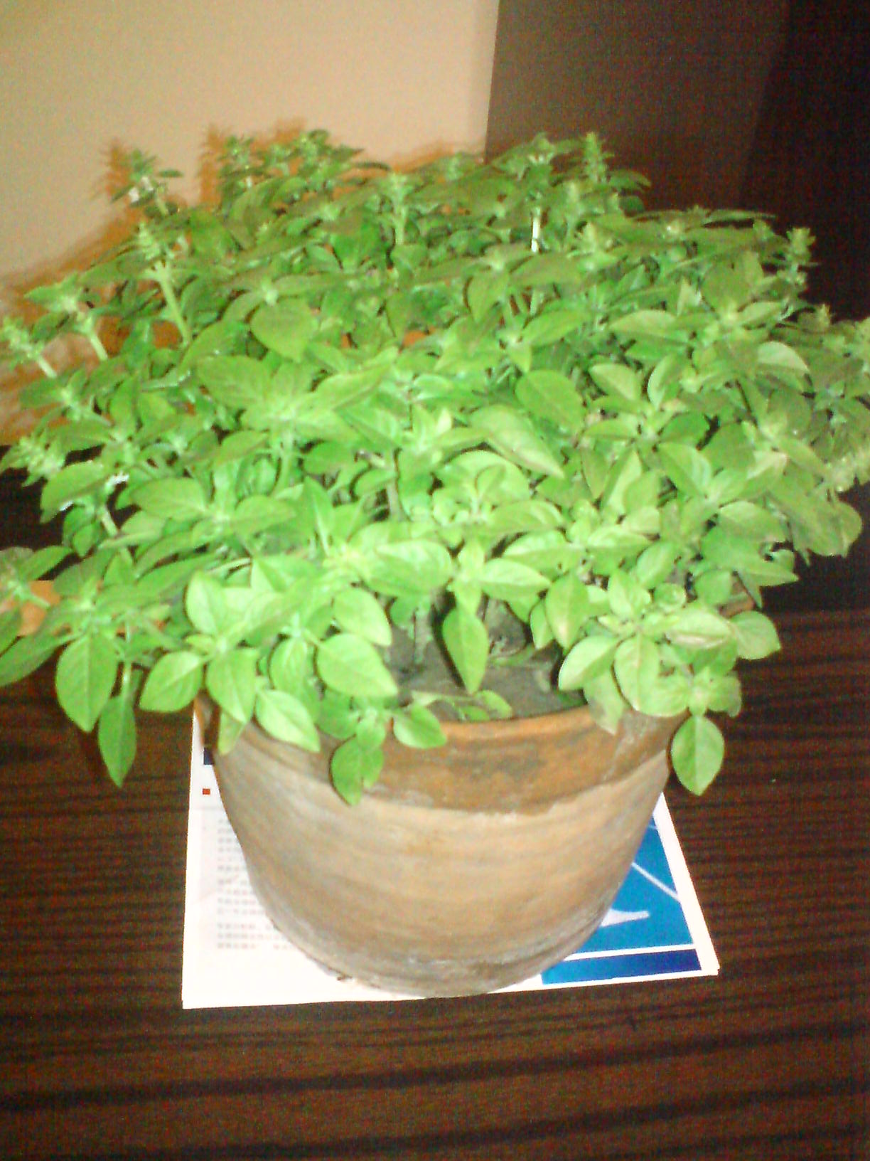 最有效的驱蚊树木(最有效的驱蚊树木图片)