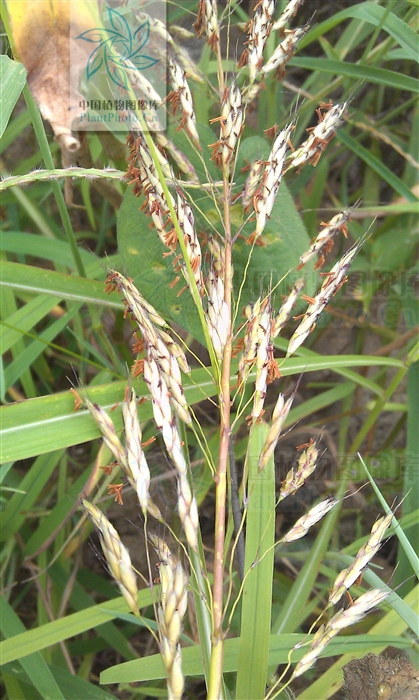  p>绒毛大油芒(spodiopogon dubius hack.
