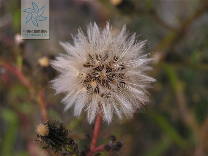 直伸,有少数侧根,舌状小花黄色,舌片基部被稀疏的短柔毛,瘦果椭圆状