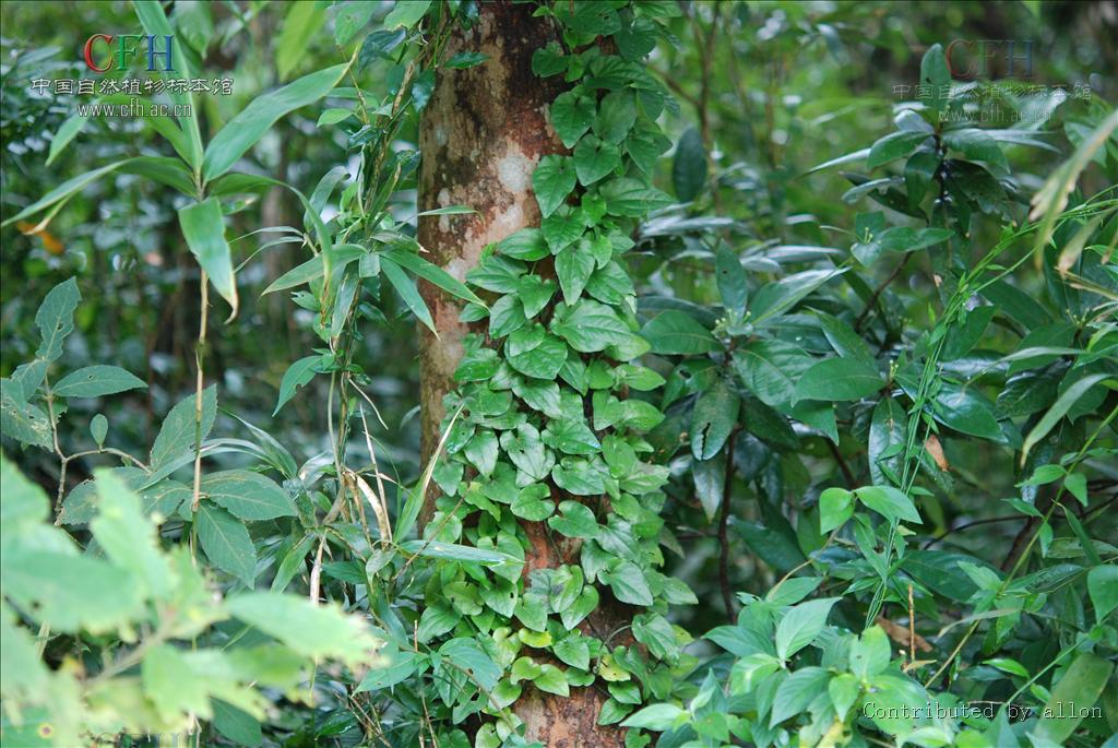 是胡椒科,胡椒属藤本灌木;茎,枝有膨大的节,揉之有香气;维管束外面的
