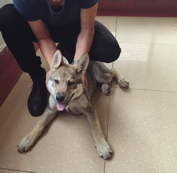 杂交狼狼混血串种狼