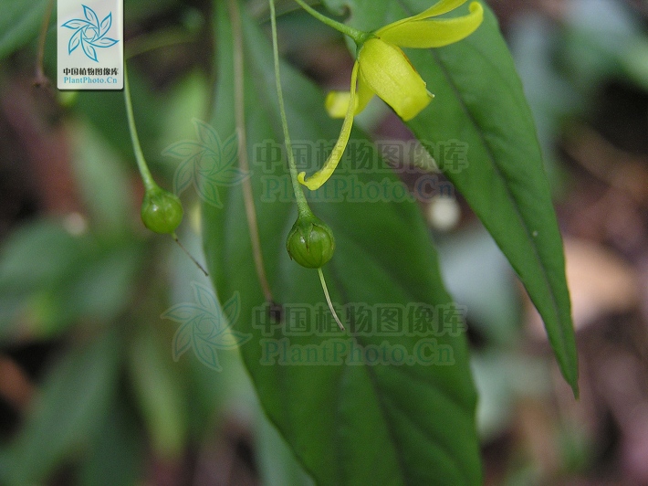  p>长柄过路黄(lysimachia esquirolii bonati),茎直立或膝曲直立,高