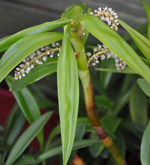  a target="_blank" href="/item/植物/142914" data-lemmaid="