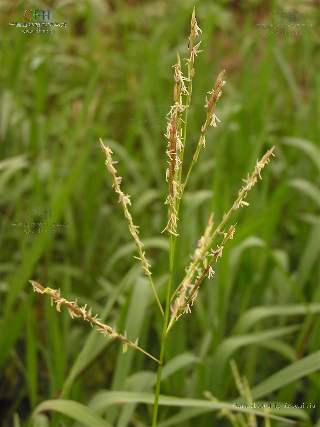  p>多年生.水生或湿生沼泽草本,具长匍匐茎或根状茎.