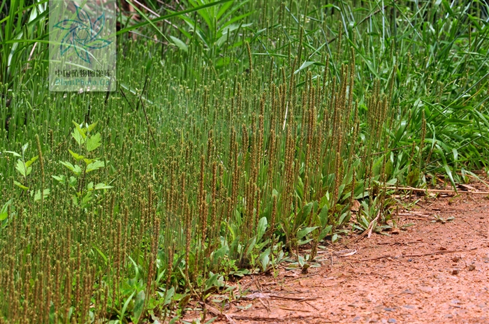 p>北美车前(学名: i>plantago virginica /i>  l.