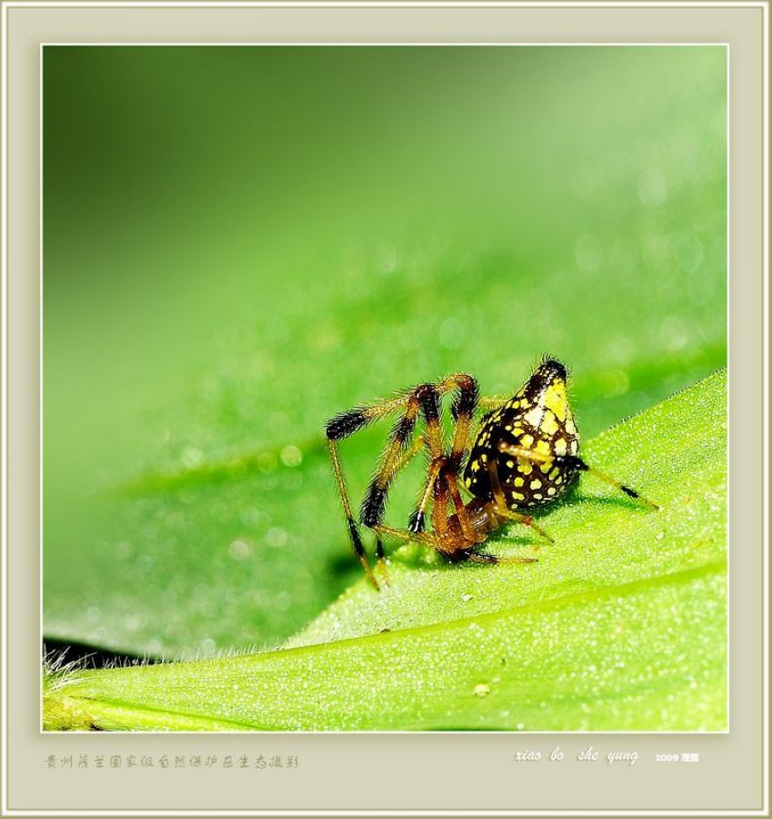 target="_blank" href="/item/园蛛科/2848276" data-lemmaid="