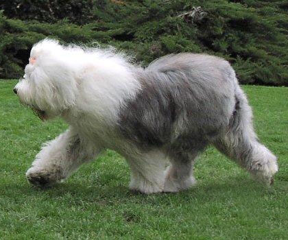  p>英国古代牧羊犬是很好的 a href="#" data-lemmaid="5220098">玩赏