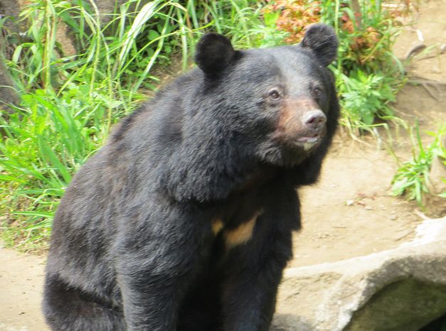  p>黑熊(学名: i>ursus thibetanus /i>):是食肉目,熊科动物.