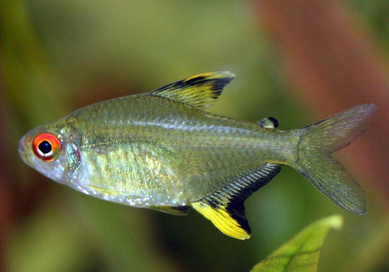  p>柠檬灯鱼,学名为丽鳍望脂鲤 (hyphessobrycon pulchripinnis),又称