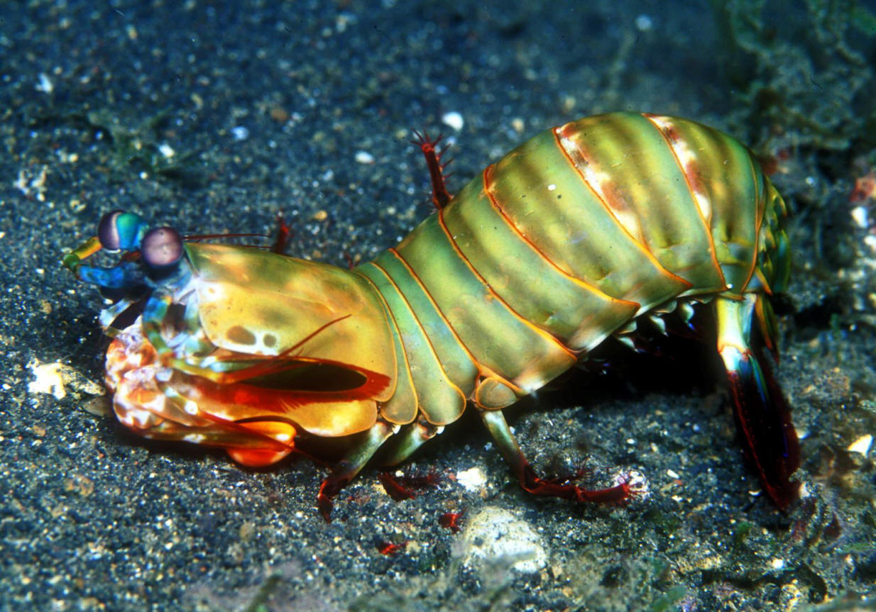  p>雀尾螳螂虾(学名: i>odontodactylus scyllarus /i>):是软甲纲,齿