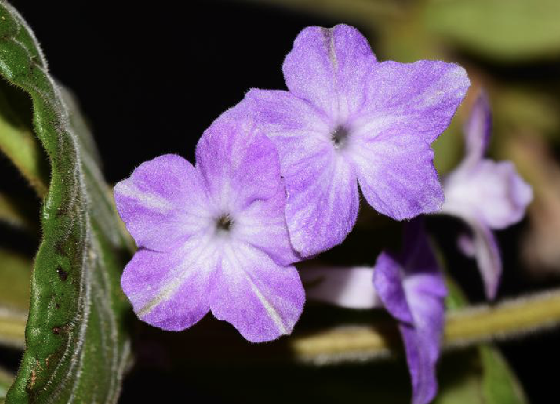  p>报春苣苔(学名: i>primulina tabacum /i> hance)是苦苣苔科,报春