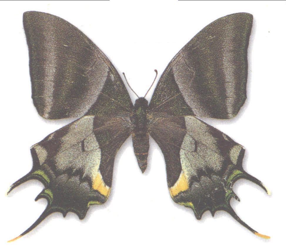 翅目 /a> a target="_blank" href="/item/虎蛾科">虎蛾科 /a>的通称