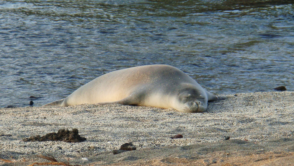  p>夏威夷僧海豹(学名:monachus schauinslandi)在 a href="#" data