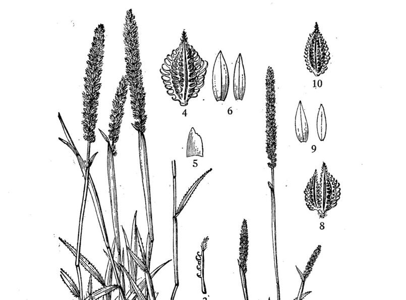  p>锋芒草(学名: b>tragus /b>&nbsp; b>mongolorum /b>&nbsp