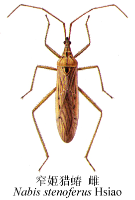  p>昆虫名,为半翅目,姬猎蝽科.著名生物防治益虫.
