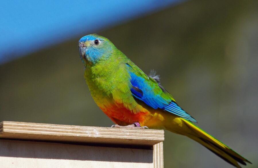 菲律宾短尾鹦鹉锡基霍尔亚种