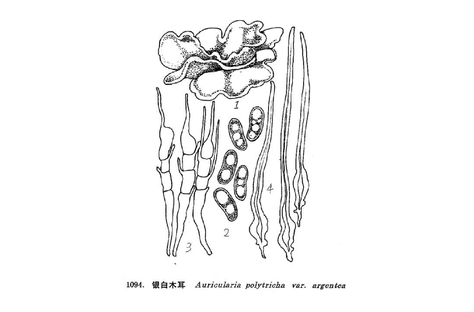  p>中文学名:银白木耳,子实体中等至较大, 胶质,近透明,盘状至耳状