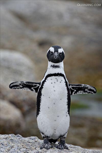  p>斑嘴环企鹅(学名: i>spheniscus demersus /i>):是鸟纲,企鹅科,环