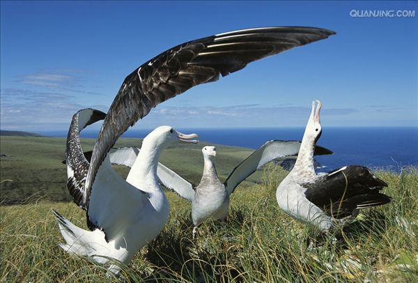 wandering albatross