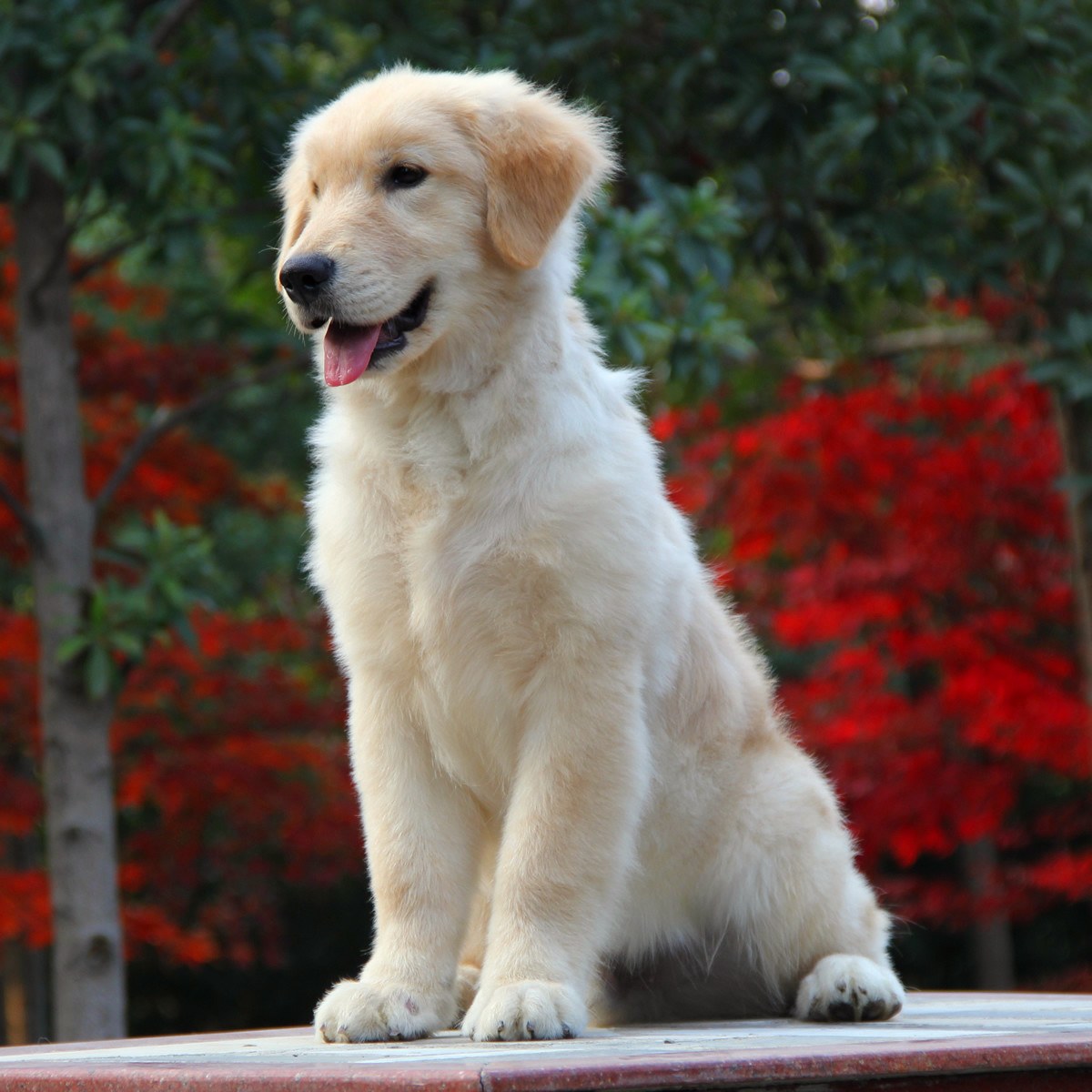  p>金毛寻回犬(golden retriever)是单猎犬,比较流行的狗的品种.