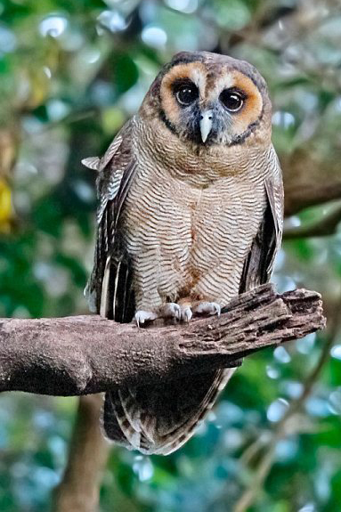  p>褐林鸮(学名: i>strix leptogrammica /i>)是夜行 a target="