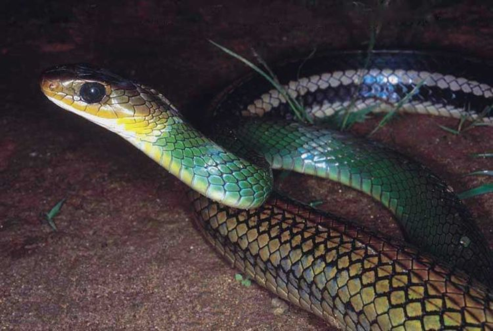  p>黑线乌梢蛇, a href="#">游蛇科 /a> a href="#">乌梢蛇属 /a>物种