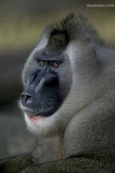 mandrillus leucophaeus