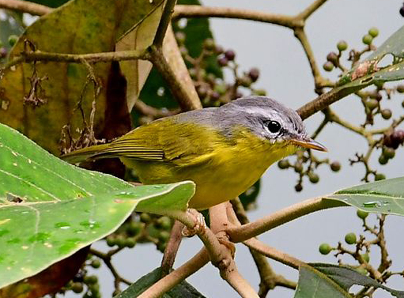 phylloscopus xanthoschistos