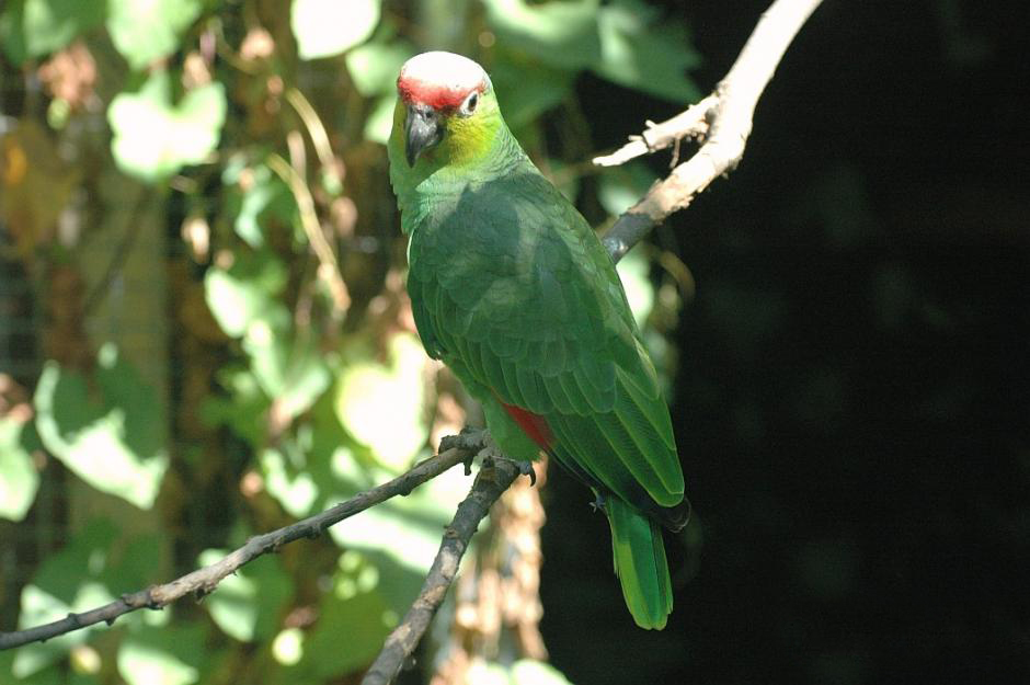  p>红额亚马逊鹦鹉(学名:amazona autumnalis )共有4个亚种,是典型的 