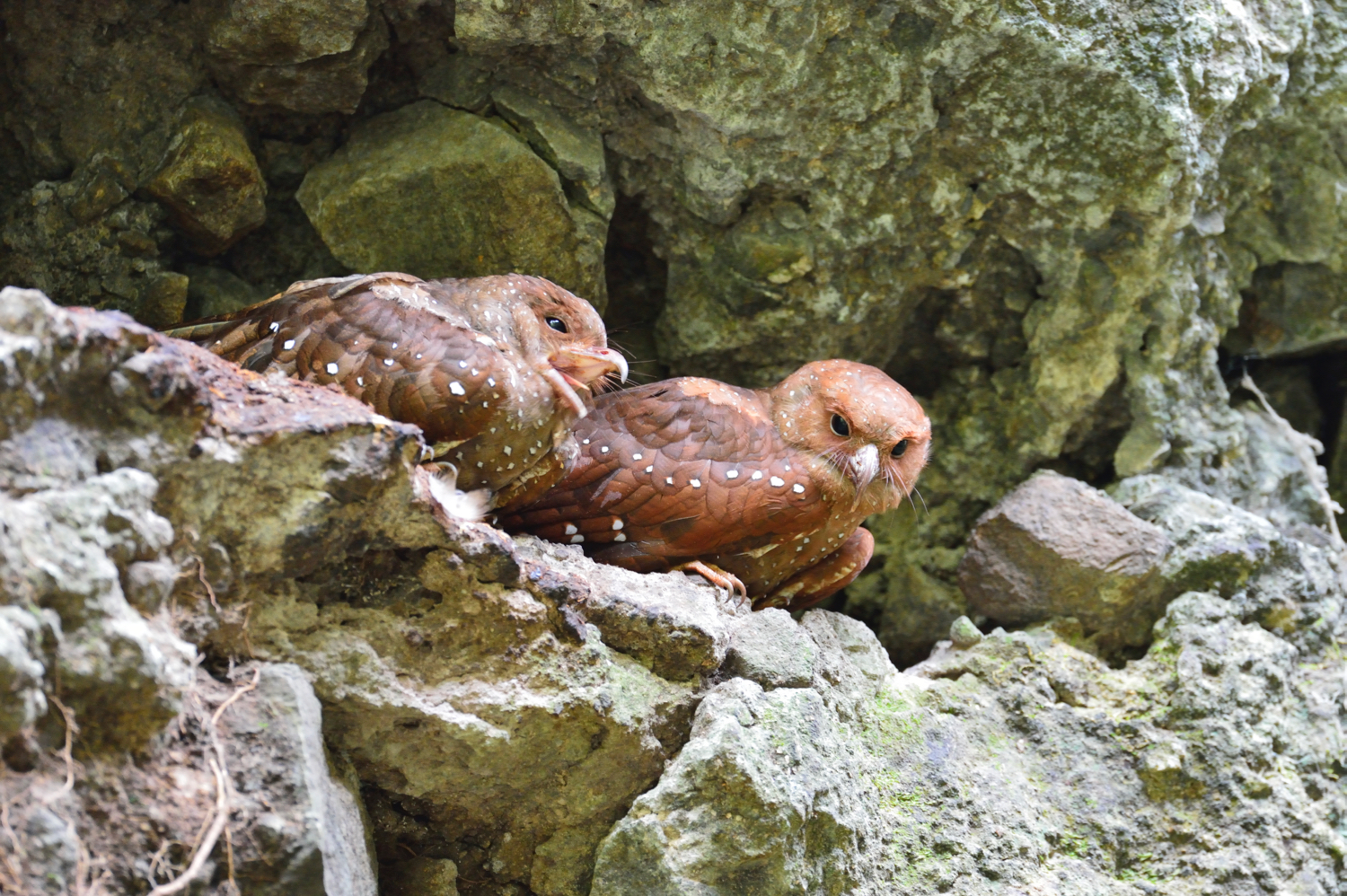 steatornis caripensis