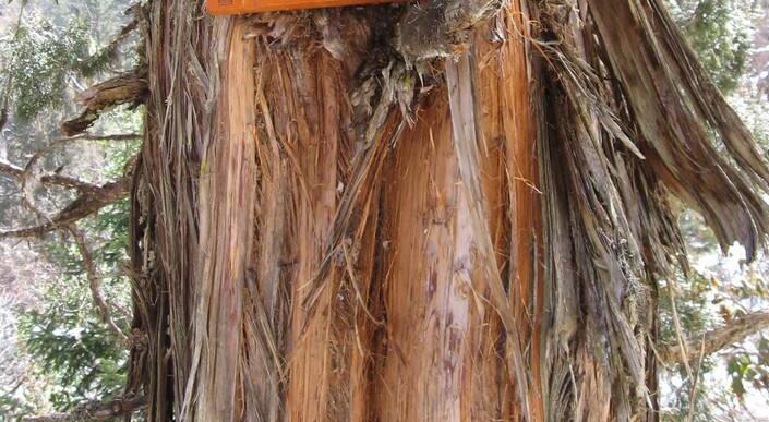  p>岷江柏木(学名: i>cupressus chengiana /i> s. y.