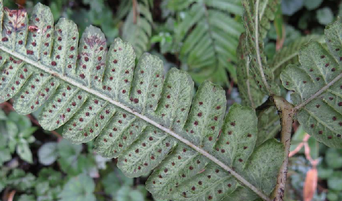  p> a target="_blank" href="/item/峨眉介蕨/6687165" data-lemmaid