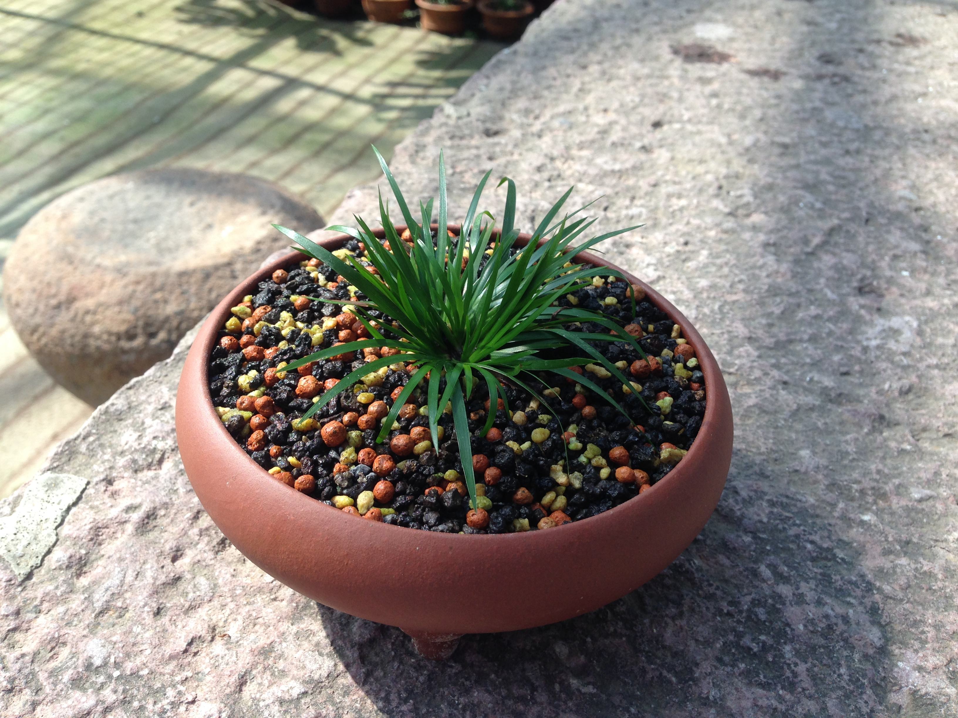  p>金钱蒲(学名: i>acorus /i>  i>gramineus /i> aiton)是天南星科