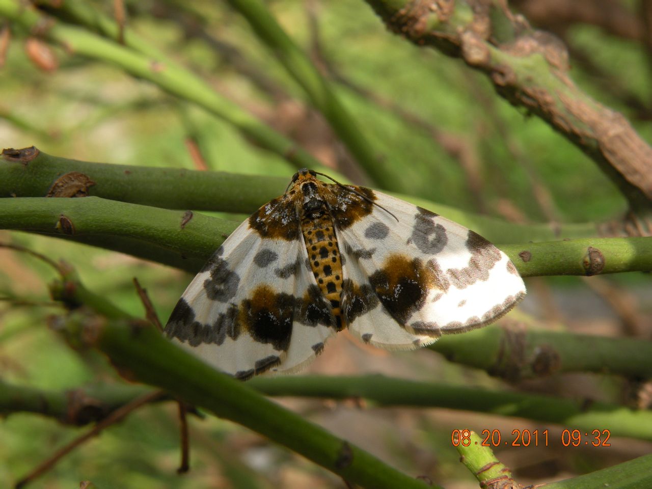 丝棉木金星尺蠖