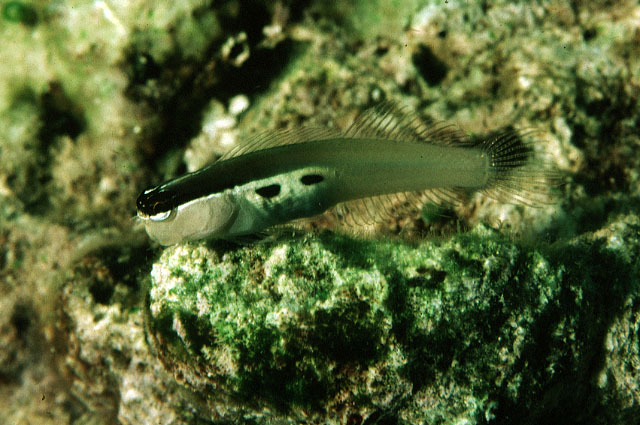 鳚科/6868514" data-lemmaid="6868514">鳚科 /a>异齿鳚属的一种鱼类