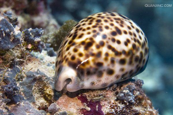  p>黑星宝螺(学名: i>cypraea tigris /i>)是 a target="_blank" href