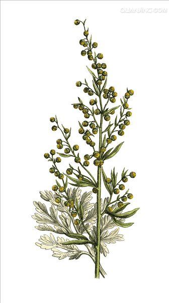 为菊科植物中亚苦蒿 i>artemisia absinthium /i> l.的叶和花枝.