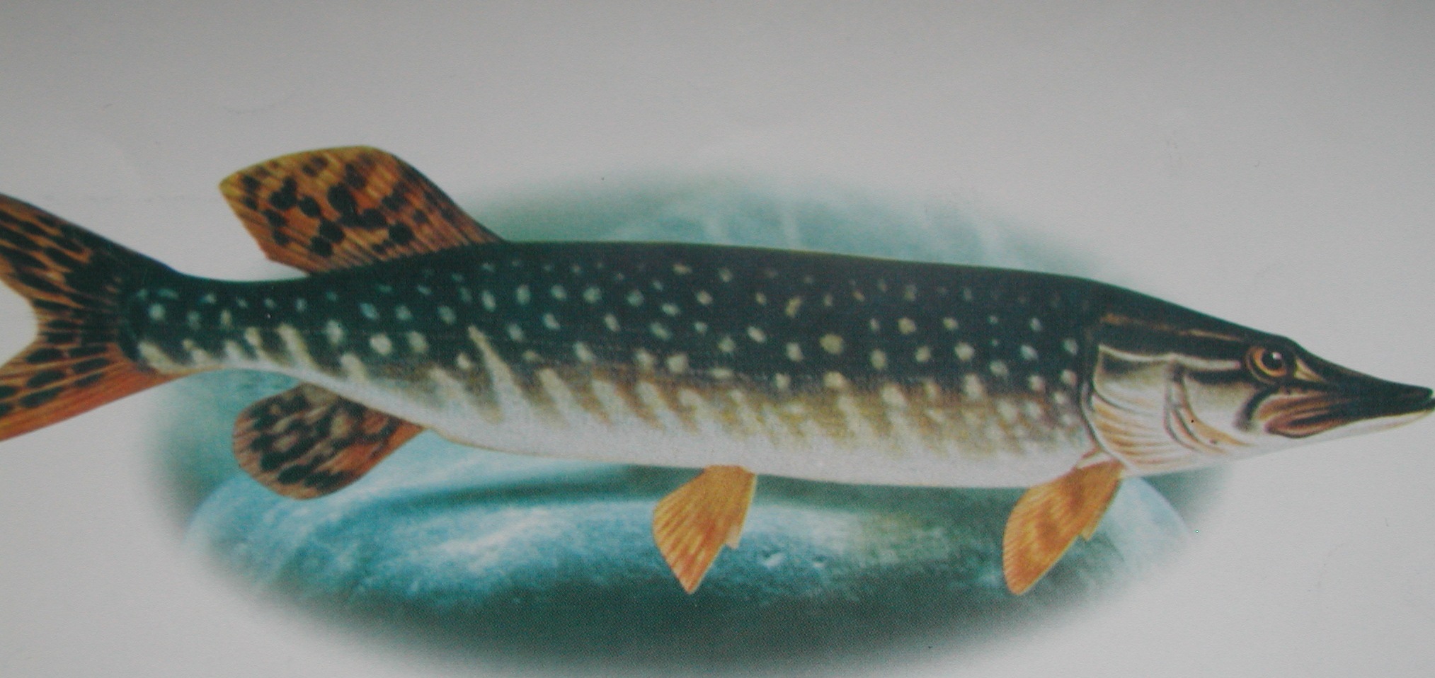  p data-id="tiozbvrubi1w">无鳞鱼是指体表不具鳞片的鱼类,如鲶鱼,革