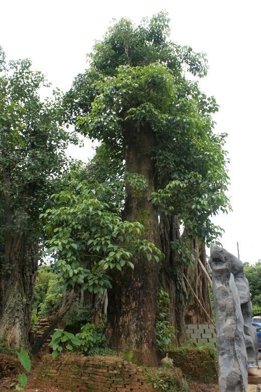  p>黑檀,别名:乌木,黑紫檀;拉丁文名:dalbergia melanaoxylon guill&