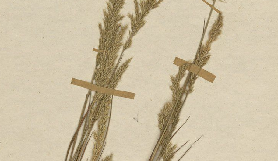 odorum l.,台湾黄花茅a. formosanum honda等4种,供饲料用.