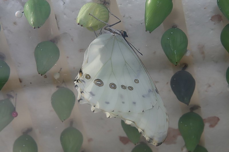  p> a target="_blank" href="/item/多音白闪蝶/8607252" data-lemma