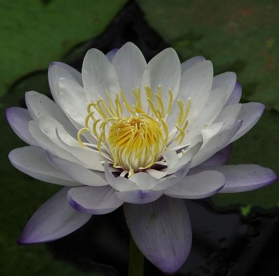  p>黑睡莲(学名: i>nymphaea /i>  i>atrans /i> s.w.l.