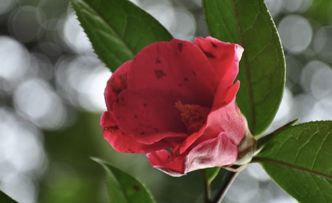  p>多齿红山茶(学名: i>camellia polyodonta /i> how ex hu )是山茶