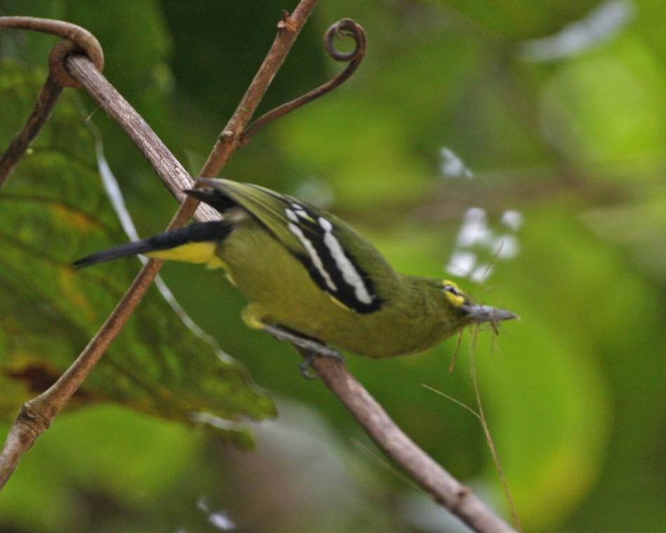  p>绿雀鹎(学名:aegithina viridissima)是小型 a href="#" data