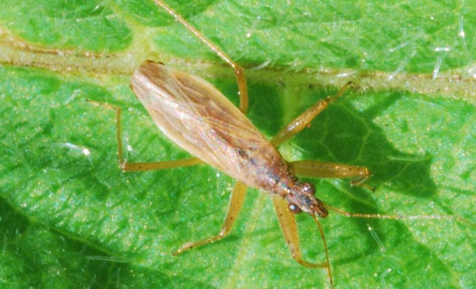 id="9384714">异翅亚目 /a>(heteroptera)姬蝽科(nabidae)昆虫的通称