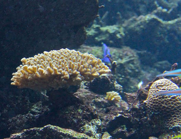  p>鹿角杯形珊瑚(学名: i>pocillopora damicornis /i>):是珊瑚纲,杯