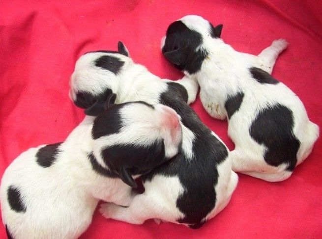 智商非常高的,被毛平滑,头部短,结构紧凑,短尾巴,非常匀称的狗,颜色上