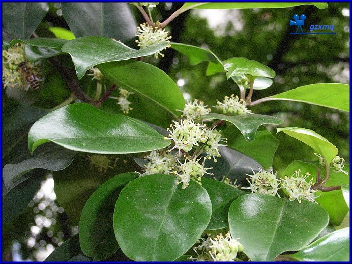  p>酸藤子( a href="#" data-lemmaid="8074290">学名 /a>:embelia