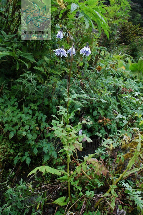  p data-id="gnvja59fbz">大花毛鳞菊(学名: i>chaetoseris