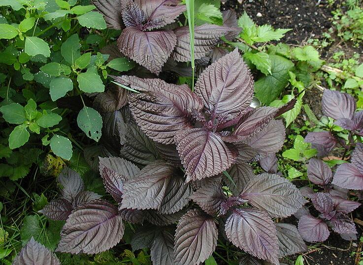  p>紫苏子,为 a href="#">唇形科 /a>植物紫苏的干燥成熟 a href="#"